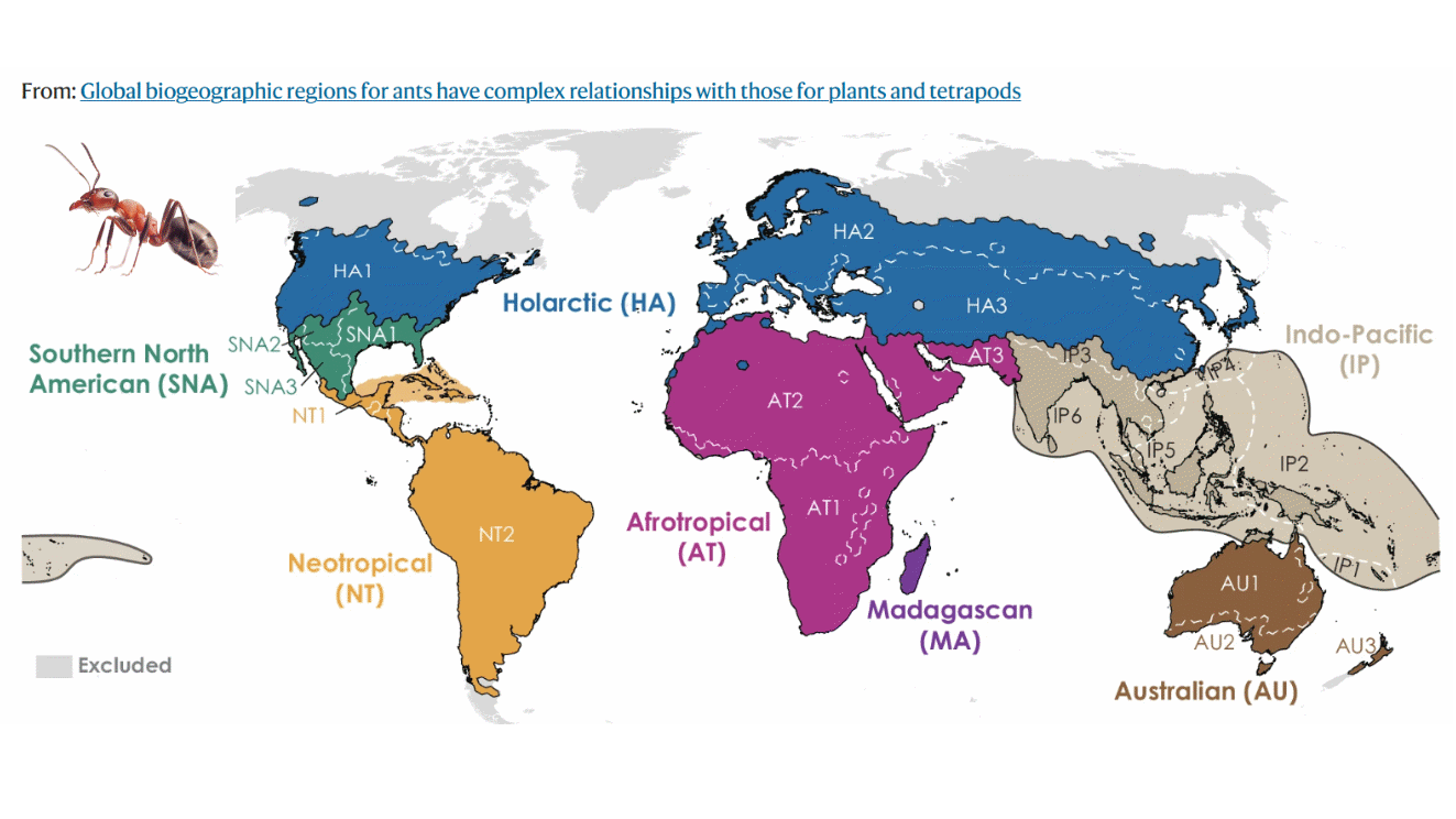 Regiones biogeográficas hormigas